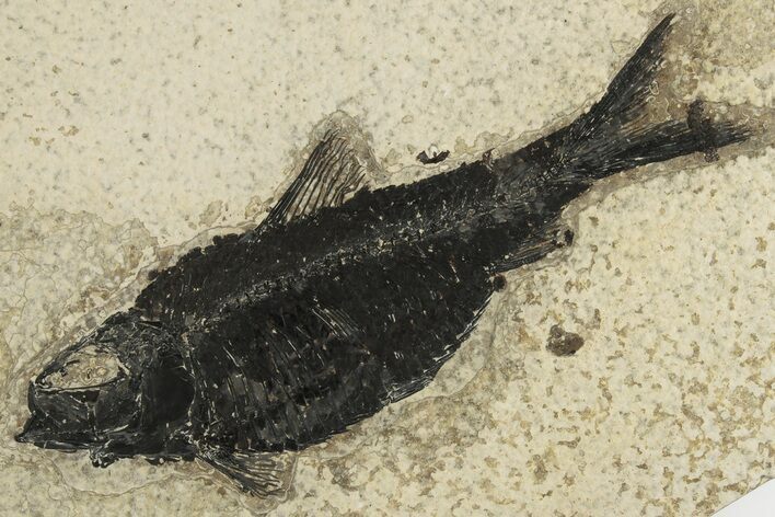 4.7" Detailed Fossil Fish (Knightia) - Wyoming